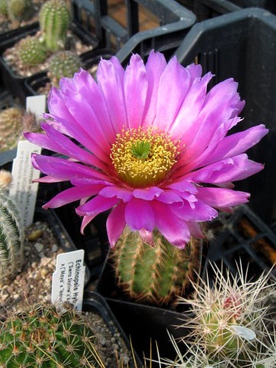 Echinocereus baileyi​
