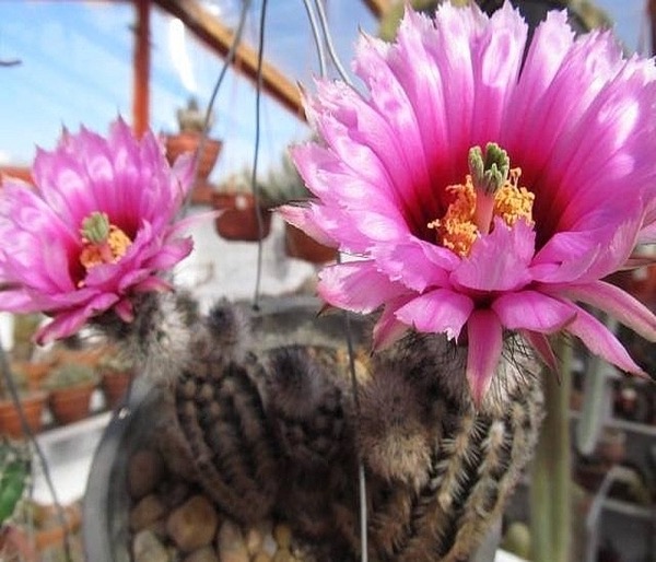 Echinocereus fitchii ​