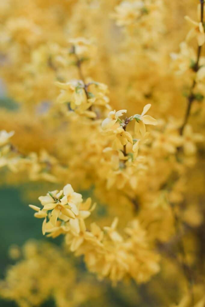 Forsythie – blühender Strauch mit wunderschönen gelben Blüten.