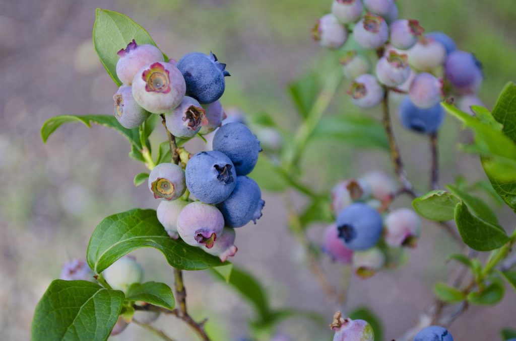 Heidelbeerstrauch mit reifen Beeren