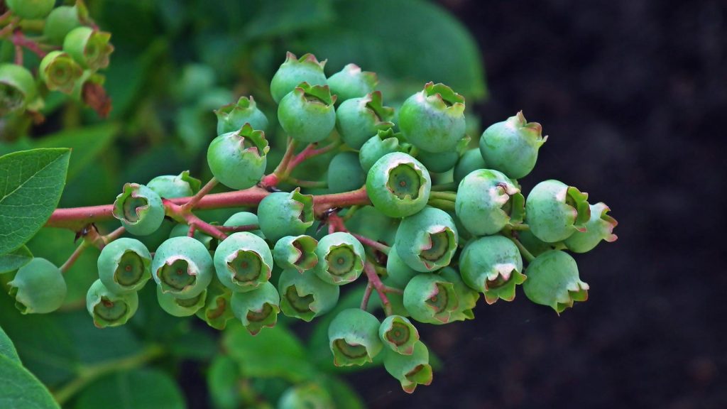 Reifende Beeren der Kulturheidelbeere