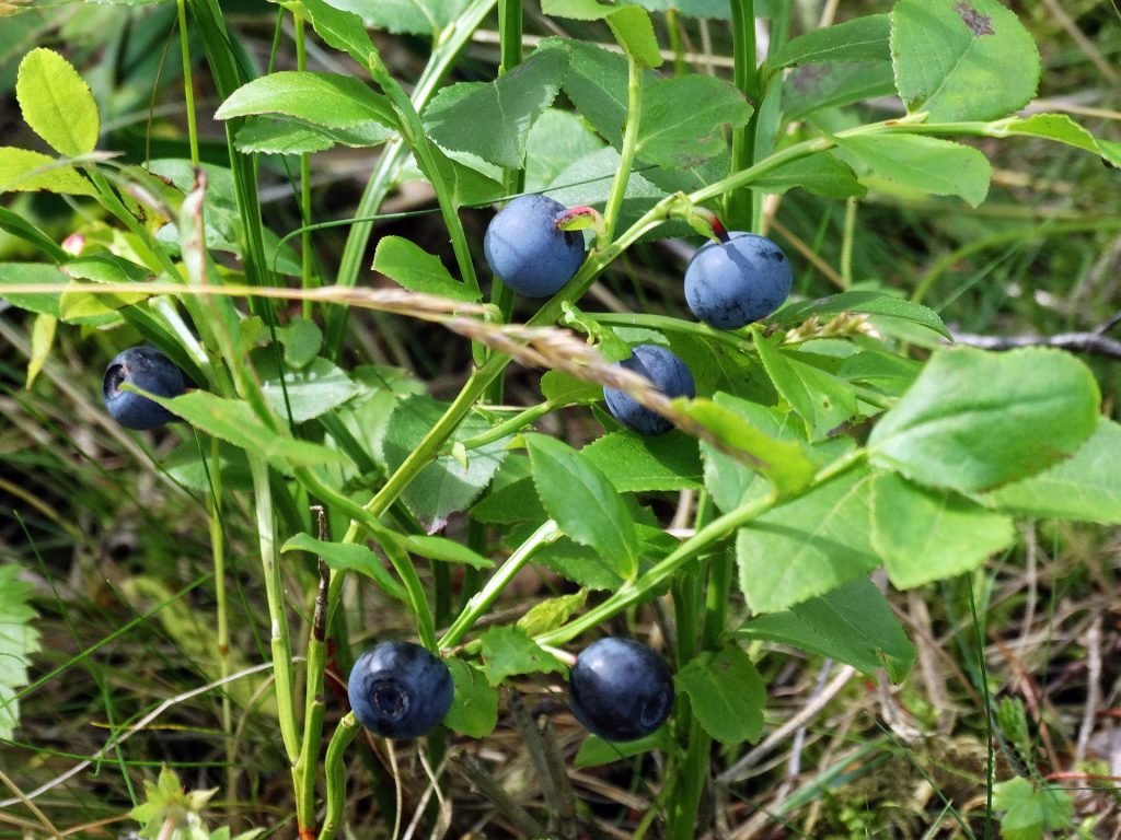Reife blaue Heidelbeeren am Strauch mit grünem Laub