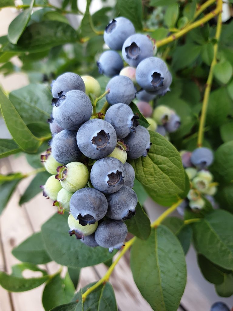 Heidelbeerstrauch mit reifen blauen Beeren an den Zweigen