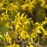 Forsythie mit dichten gelben Blüten an den Zweigen
