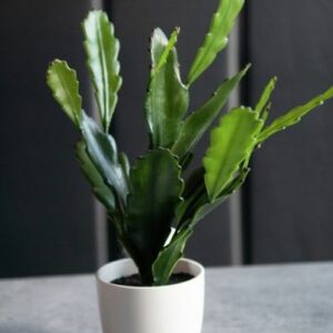 Epiphyllum im Blumentopf