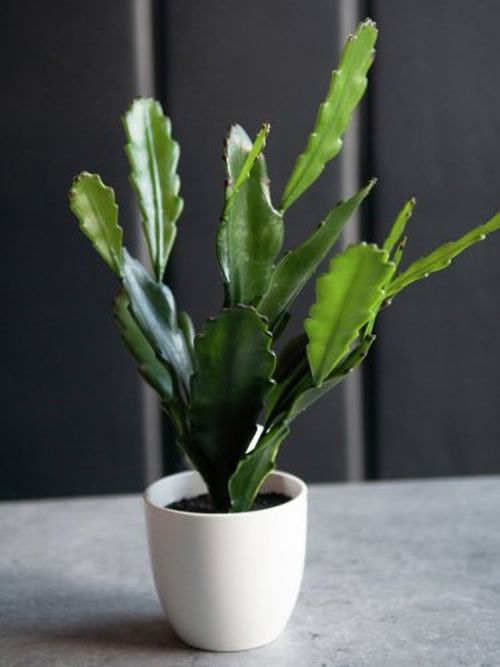 Epiphyllum im Blumentopf