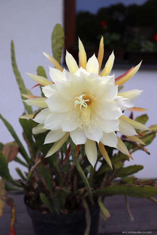 Epiphyllum Blüte