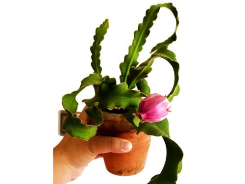 Epiphyllum im Blumentopf