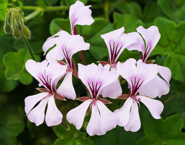 Großblütige Edelgeranie mit zweifarbigen Blüten