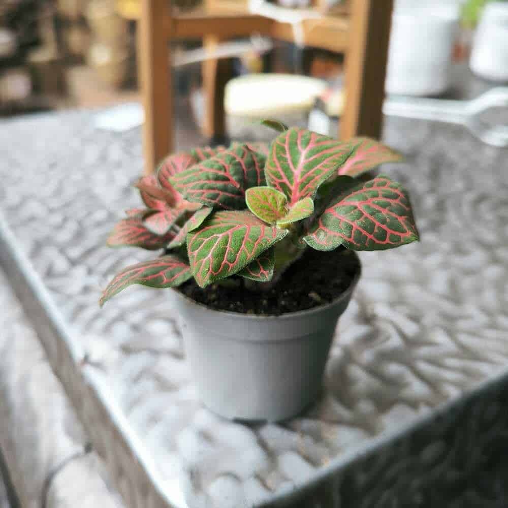 Fittonie – Pflanze im Blumentopf, liegend auf einer eisernen Platte.