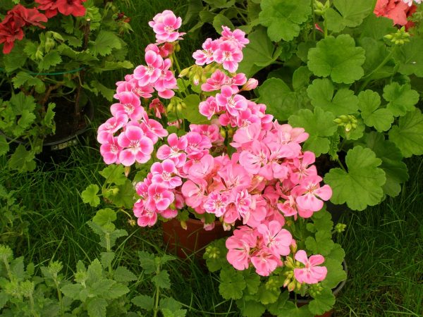 Engelsgeranie mit kleinen zweifarbigen Blüten