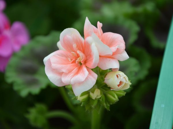 Weißrosa Blütenstand einer Pelargonie aus der Nähe