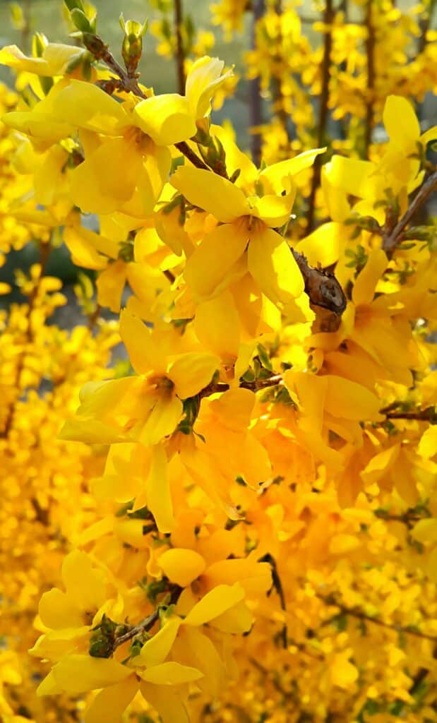 Forsythie – Detailansicht der gelben Blüten dieser Pflanze
