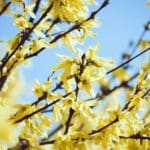 Europäische Forsythie mit gelben Blüten auf verschwommenem Hintergrund