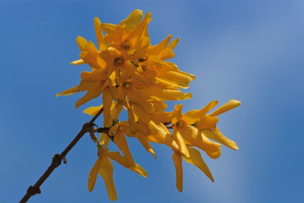 Forsythie – Blüten der Pflanze, von der Sonne an einem Sommertag beleuchtet.