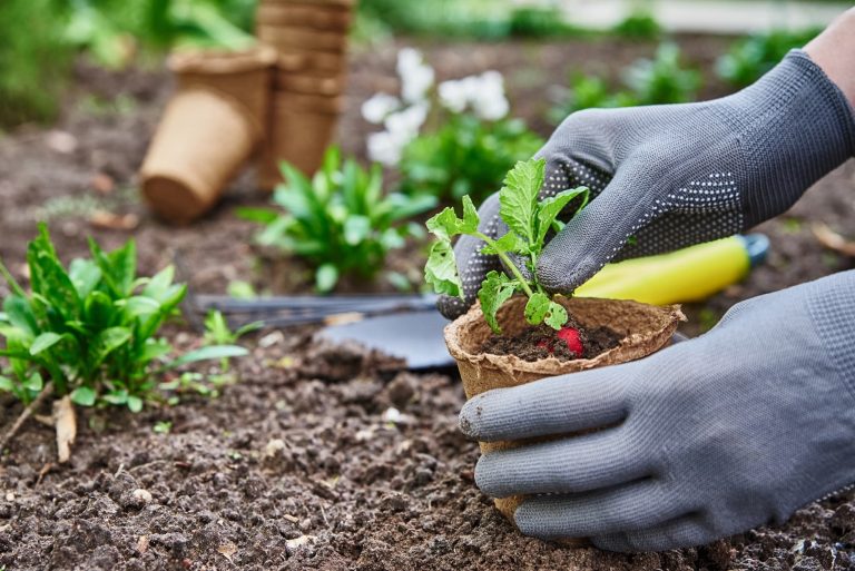 gardener-hands-picking-and-planting-vegetable-plant-in-the-garden-768x513.jpg