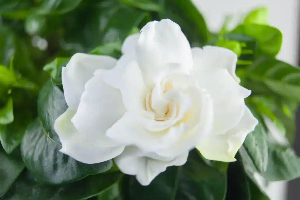 Gardenie – weiße Blüte blühend vor dem Hintergrund der Blätter dieser Pflanze.