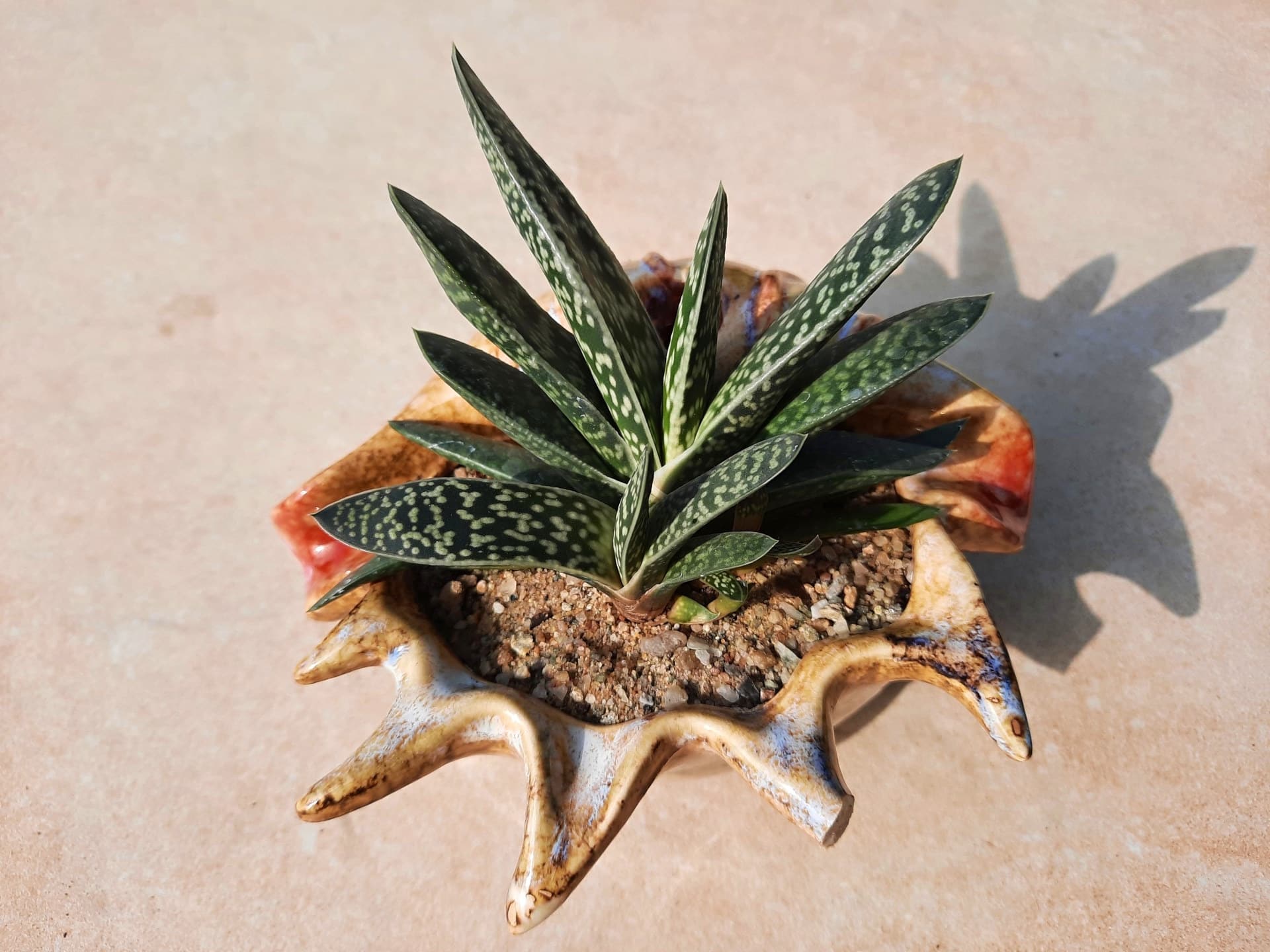 Gasteria in einer dekorativen Keramikschale