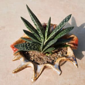 Gasteria mit fleischigen Blättern in natürlichem Licht