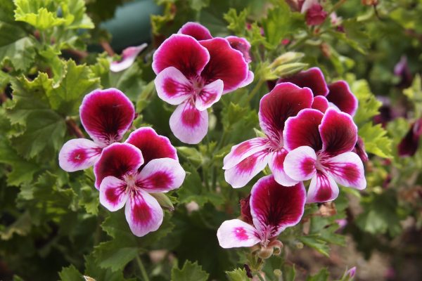 Nahaufnahme einer Geranienblüte mit dunklerem Auge in der Mitte der Kronblätter