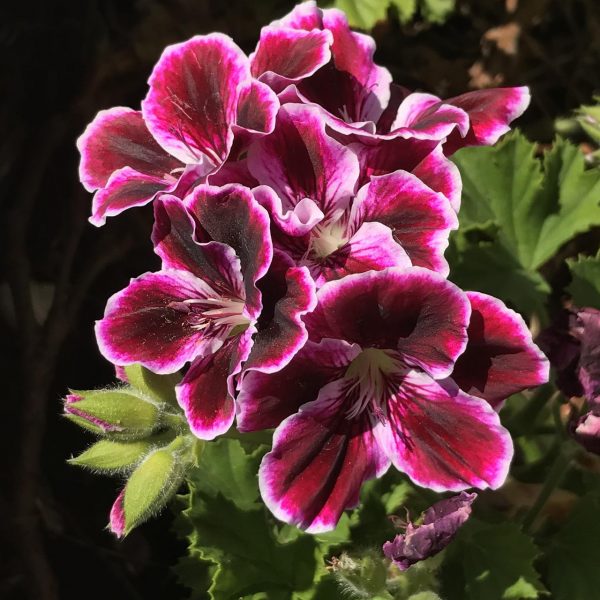Rote Geranie mit grünen Blättern im Blumentopf