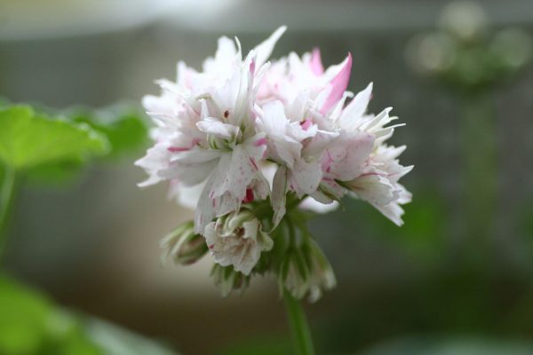 Rosa Geranien blühen im Balkonkasten hinter dem Fenster