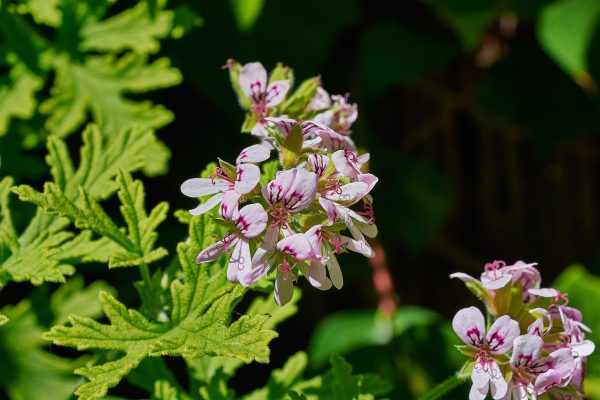 Duftende Zitronengeranie mit kleinen hellen Blüten