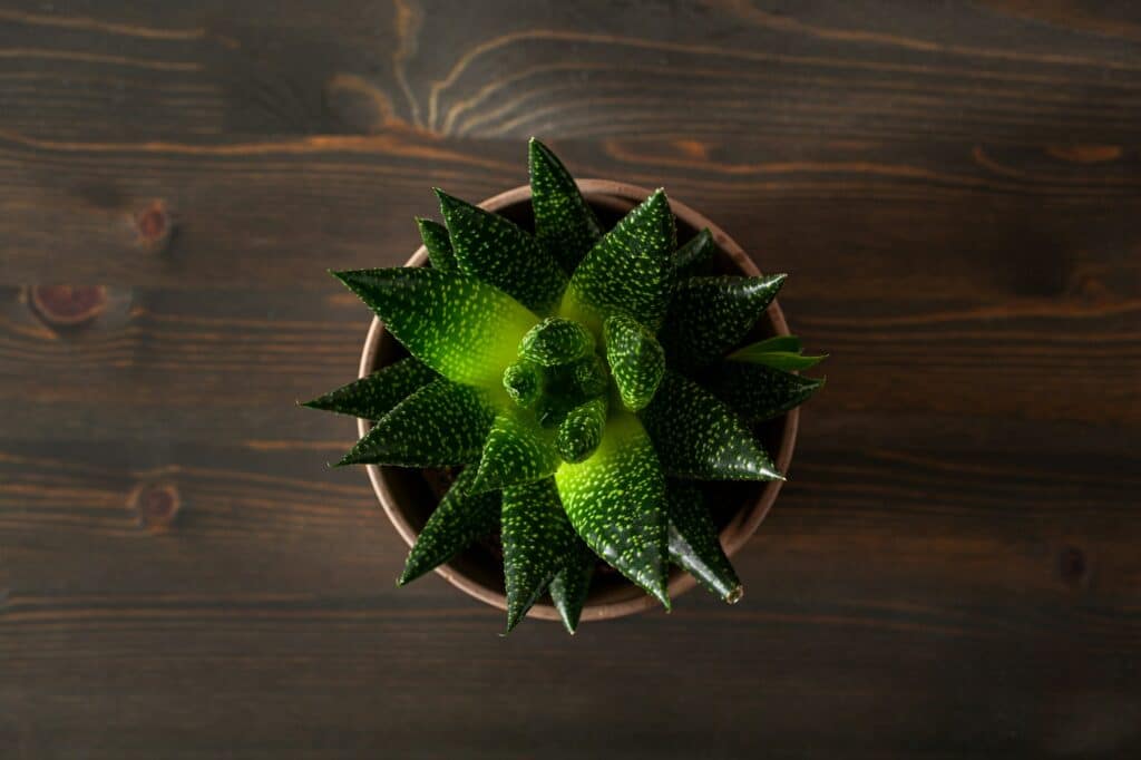 gasteria - Blick von oben auf die Pflanze.