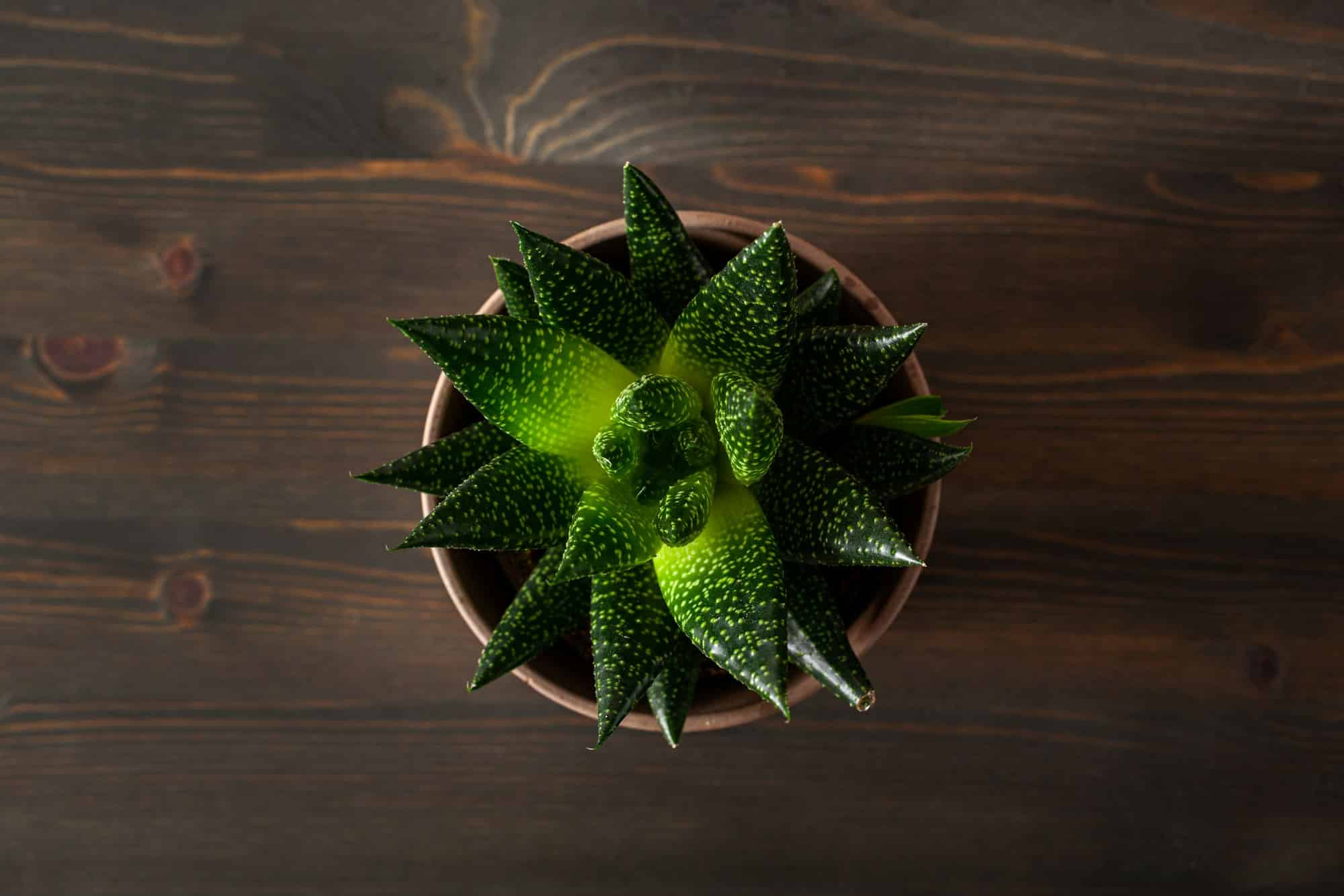 Gasteria von oben gesehen