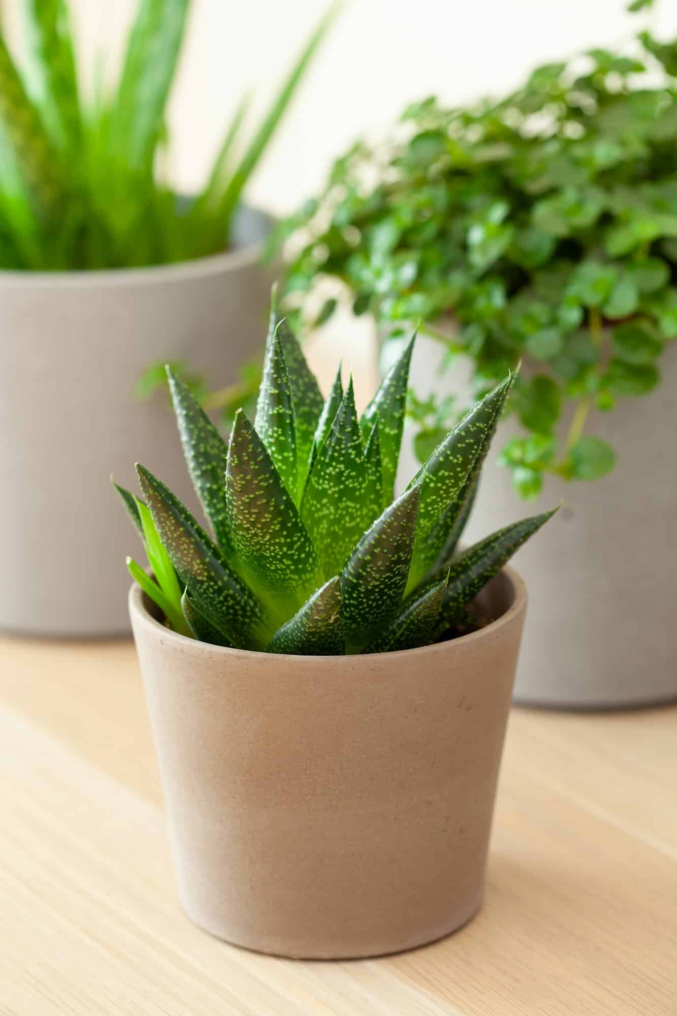 Sammlung von Zimmerpflanzen: Kaktus, Aloe vera, Gasteria und Pilea in Blumentöpfen