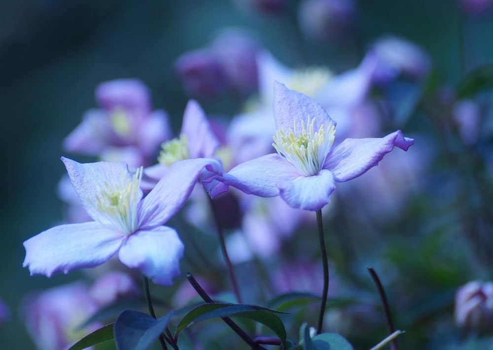 Phlox – detaillierteres Foto mit Fokus auf die Blüte der Pflanze.