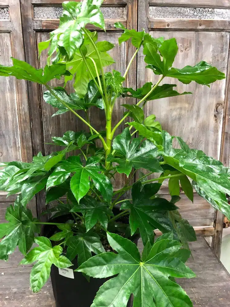 fatsia japonica - im Blumentopf auf einer Holzunterlage