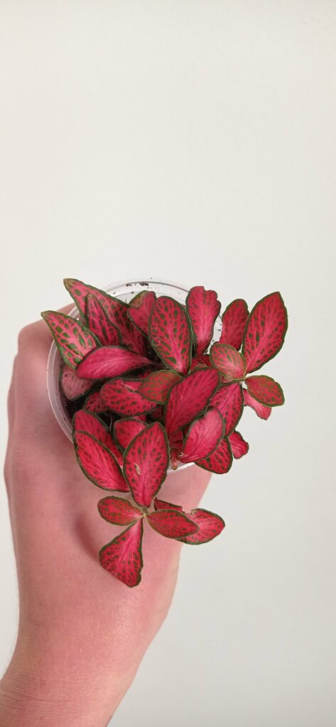 Fittonie – eine kleine Pflanze, die in einem Blumentopf gehalten wird.