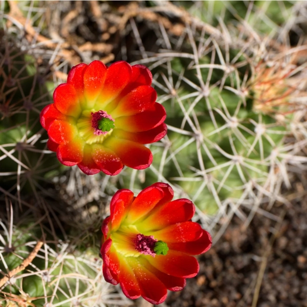 Echinocereus triglochidiatus​
