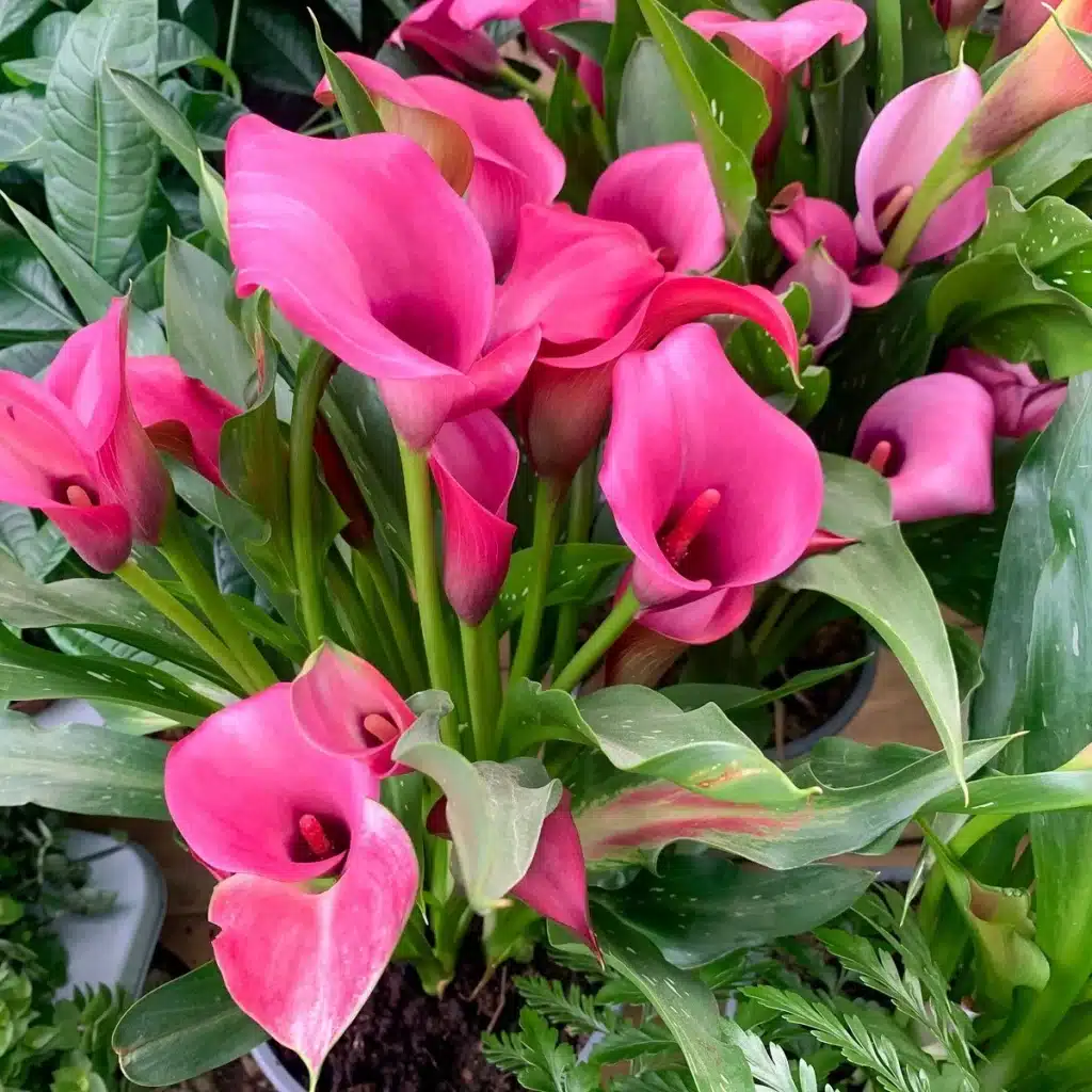 Calla - rosa Blüten und Blätter