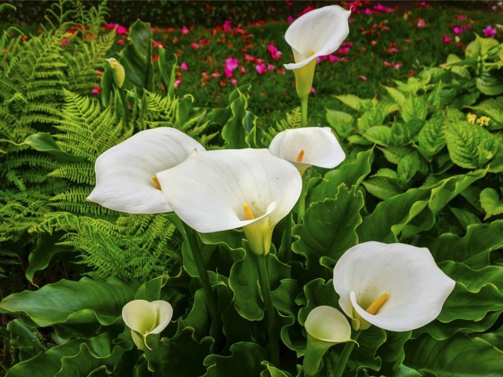 Calla - weiße Blüten und Blätter