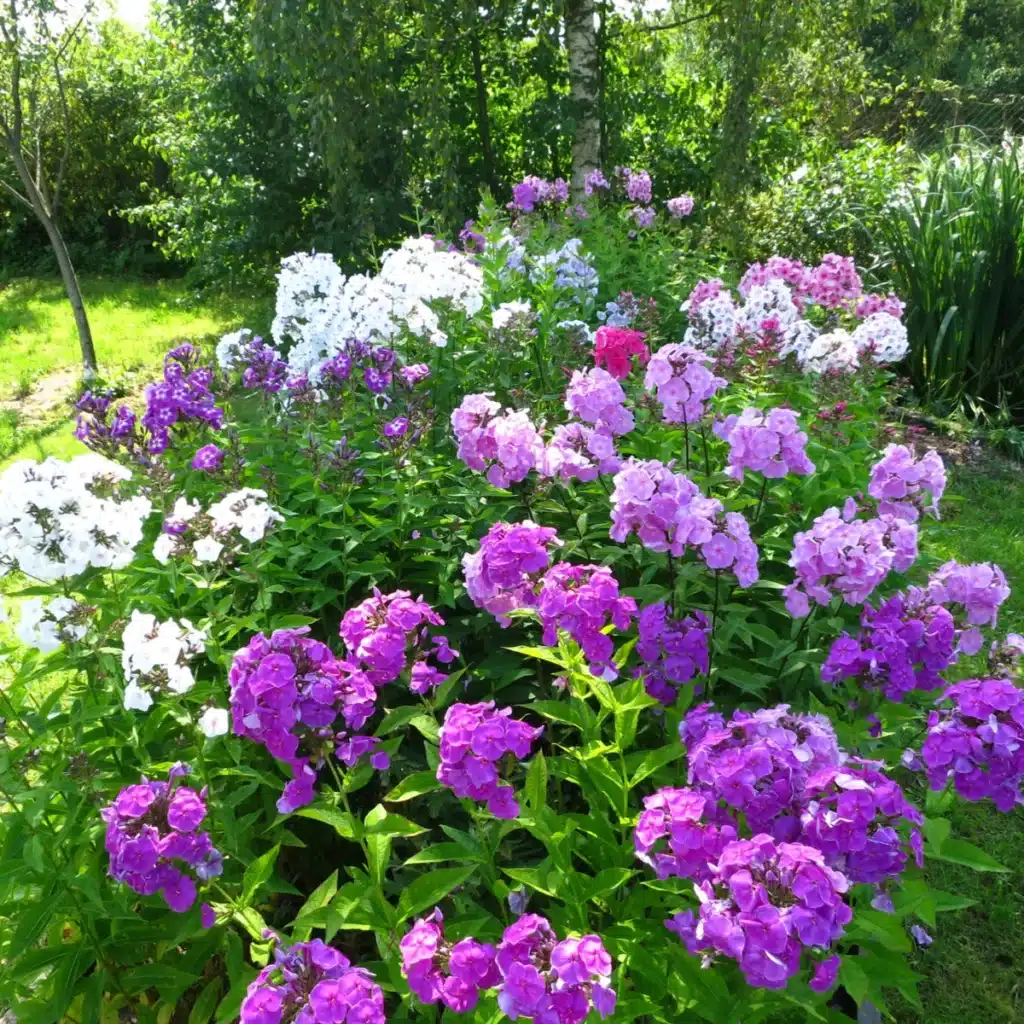 Phlox – reichblühend vor einem Waldhintergrund.