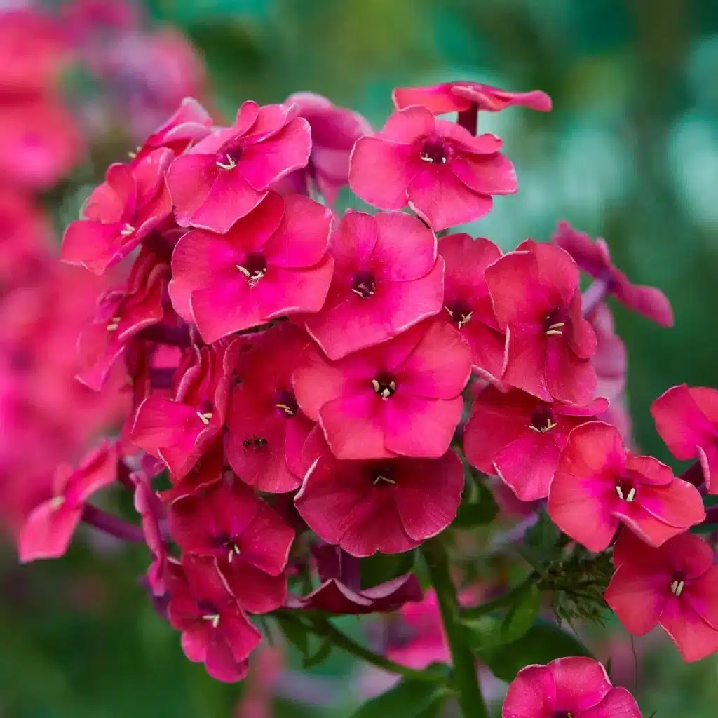 Phlox – ein schönes Detail einer rosa Blüte, an einer der Pflanzen dieser Art