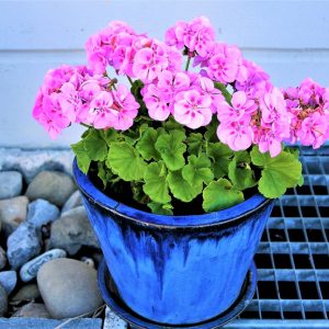 Blumentopf mit vorbereitetem Substrat zum Umtopfen einer Geranie