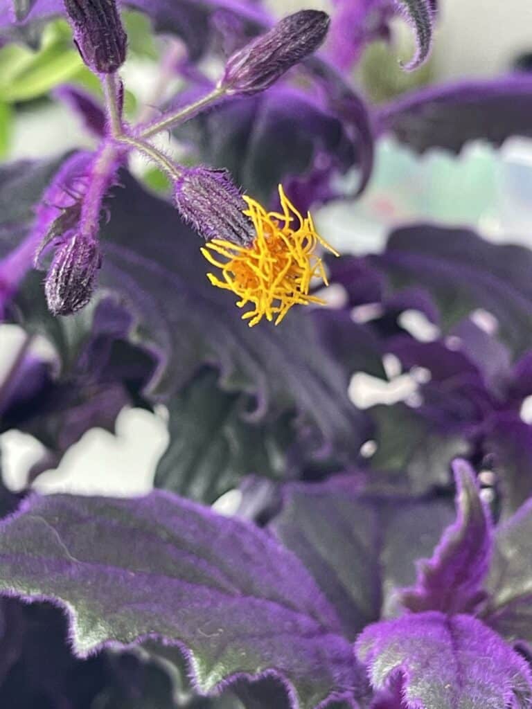 gynura - gelbe gerade aufblühende Blüte.