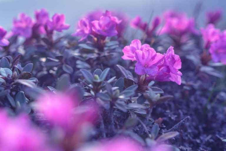 rhododendron.jpg