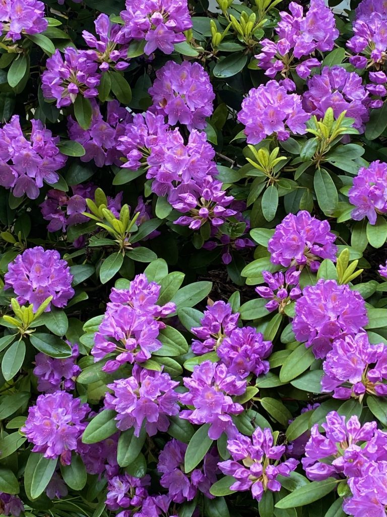 rhododendrons-in-full-bloom-768x1024.jpg