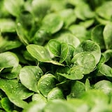 ganzjähriger Bauer - Salat