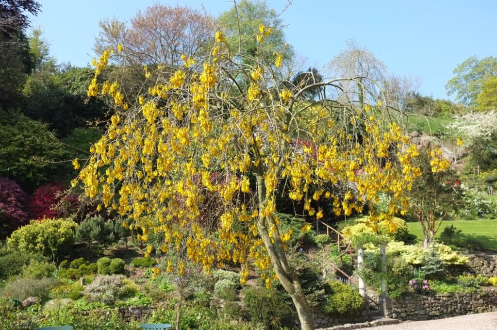 Vierflügeliger Schnurbaum (Sophora tetraptera)​