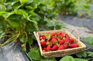 Wann Erdbeeren pflanzen und wie Sie sie richtig pflegen