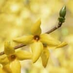 Gelbe Blüten der Forsythie Karl Sax an den Zweigen