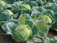 Weißkohl düngen