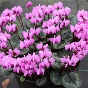 Dicht blühendes Alpenveilchen Cyclamen coum mit rosa Blüten über silbrig marmorierten, herzförmigen Blättern im Topf