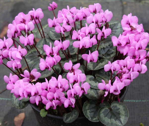 Alpenveilchen Cyclamen coum