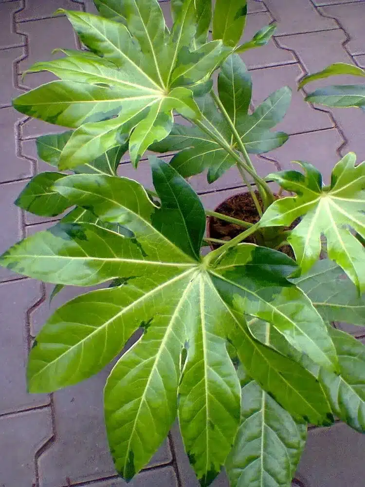 Verkaufsstand mit Gartenartikeln und Werkzeug